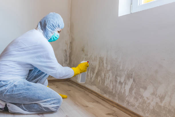 Licensed Attic Mold Removal service in Johnstown, PA - WQB Mold Removal