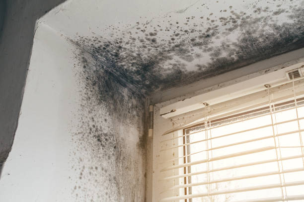 Affordable Attic Mold Removal solutions in Johnstown, PA
